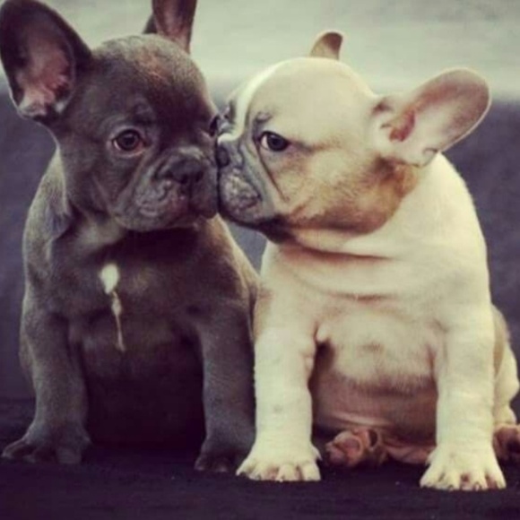 frenchielove23